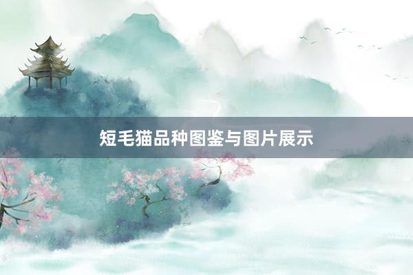 短毛猫品种图鉴与图片展示